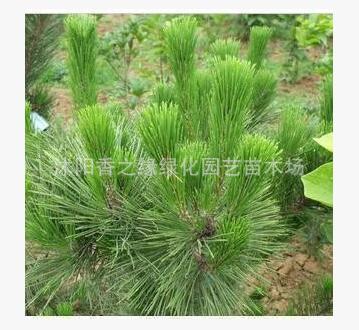 黑松樹(shù)苗 綠化苗木 黑松小苗 黑松苗 路邊綠化 規(guī)格齊全