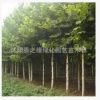 工程綠化苗木- 青桐 梧桐 青桐樹苗 桐麻 大小規格齊全