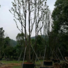 浙江寧波（寧波)廣玉蘭寧波廣玉蘭D5-15公分樹冠漂亮茂盛，廣玉蘭種植基地配送中心