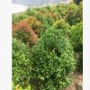 紅車木批發(fā) 多規(guī)格 綠化苗木 基地直銷