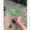 長春花 迎春花 批發(fā)供應(yīng) 綠化必備 基地直銷 全年開花