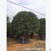 精品丹桂 長庚桂 福建貨源 別墅綠化