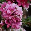 批發(fā)木瓜海棠低價格 新品種海棠花 海棠苗木