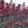 海棠樹基地熱賣紅寶石海棠樹 大小規格紅寶石海棠樹苗 觀賞價值高