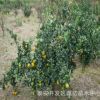 基地直銷桔子miao 規(guī)格齊全 品種齊全 砂糖橘樹 嫁接橘子樹