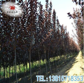 苗圃供應紅葉李樹苗綠化工程苗木行道紫葉李樹規(guī)格齊全