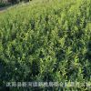 供應綠化灌木連翹苗又名黃老虎攀緣植物庭院工程綠化苗木
