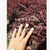 苗圃直供 密枝紅葉李 密枝紅葉李小苗 彩葉苗木密枝紅葉李