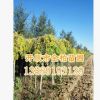 苗圃基地直供 金葉垂榆 中華金葉榆垂榆價格 園林綠化苗木