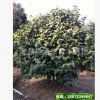 售茶花、曼佗羅樹(shù)、藪春、山椿、耐冬、山茶、晚山茶、茶花、洋茶