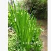 水生花卉 菖蒲苗 水菖蒲 大葉菖蒲苗 耐寒耐旱植物
