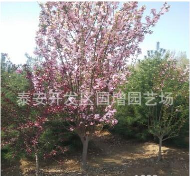 苗圃直銷西府海棠小苗 根系發(fā)達(dá) 現(xiàn)貨充足