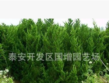 綠化樹苗批發(fā) 龍柏 龍柏苗 龍柏苗木 小龍柏 龍柏球 龍柏柱