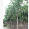大量供應吊瓜樹/綠化苗木/胸徑8到15公分/農戶自家種植直銷