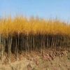 批發綠化樹苗南方北方種植國槐樹苗庭院地栽香花槐黃金槐樹苗