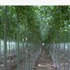 基地直銷榆樹苗榔榆樹苗金葉榆樹苗榆樹小苗榆樹盆景工程綠化苗木