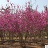 北京苗圃供應苗木花樹 叢生紫荊 送貨上門 可負責栽植