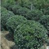 北京苗圃供應苗木 大葉黃楊球 送貨上門保成活可負責栽植