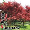 批發(fā)日本紅楓 美國紅楓 中國紅楓 規(guī)格齊全 園林綠化工程樹苗
