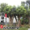 基地直銷香樟 規(guī)格齊全樹形優(yōu)美 工程園林綠化樹苗行道樹量大從優(yōu)