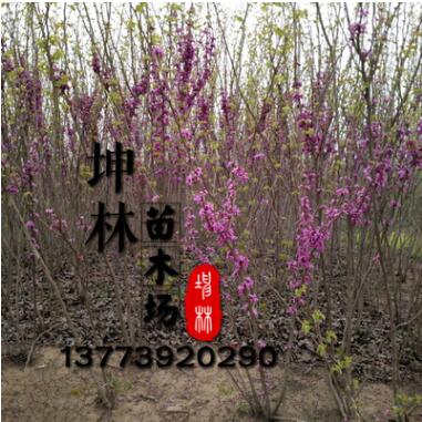 紫荊樹苗批發(fā) 貨源足 紫荊樹銷售 量大優(yōu)惠 紫荊樹價(jià)格