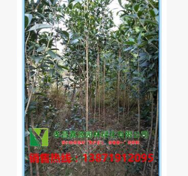 基地直銷批發(fā)嫁接八月桂 四季桂 丹桂 金桂直徑2公分帶土球桂花樹(shù)