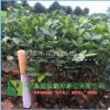 當年生奶苗枸橘苗枳殼苗綠籬帶刺樹苗枳實苗嫁接砧木高10公分