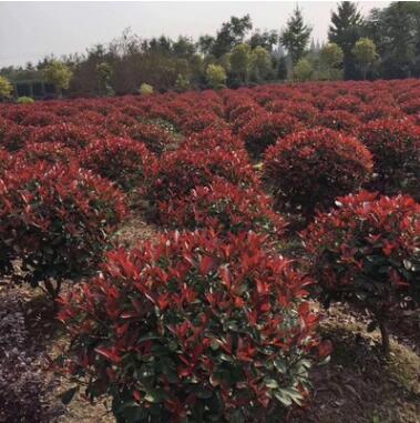 基地批發(fā)紅葉石楠球紅繼木球金邊黃楊球金葉女貞球