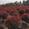 基地批發紅葉石楠球紅繼木球金邊黃楊球金葉女貞球