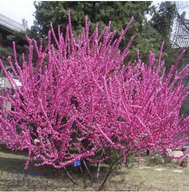 基地大量批發(fā)榆葉梅 綠化觀賞類苗木規(guī)格齊全榆葉梅