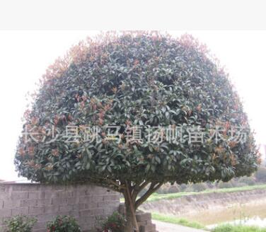 供應(yīng)精品大桂花樹(shù)別墅專用精品桂花樹(shù)型優(yōu)價(jià)廉