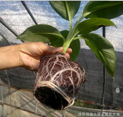 批發(fā)種菜土 營養(yǎng)土椰磚 椰土無土栽培 無菌椰粉椰磚盆栽種植