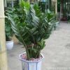 批發(fā)金錢樹室內盆栽 客廳綠植招財樹盆栽 金錢樹盆景花卉凈化空氣
