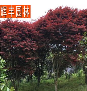 美國紅楓 綠化苗木 工程苗木 綠化工程苗木 市政園林綠化苗木