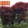 美國紅楓 綠化苗木 工程苗木 綠化工程苗木 市政園林綠化苗木