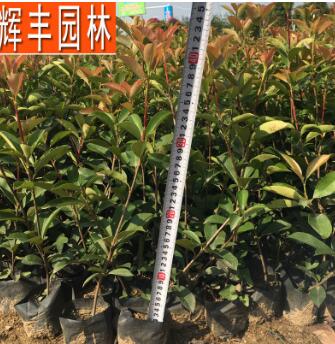紅葉石楠 紅葉石楠苗 綠化苗紅葉石楠苗 紅葉石楠小苗 園林植物苗