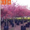紅楓 日本紅楓樹苗樹樁 日本紅楓樹 日本紅楓紅舞姬 綠化工程樹木
