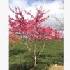 中國紅櫻花 緋寒櫻 寒緋櫻 福建山櫻花5分