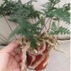 狼尾蕨組培穴盤苗 大量供應室內觀賞蕨類 輝豐園林花卉種苗