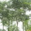 供應(yīng)江蘇南京欒樹等多種綠化苗木