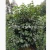 批發(fā)苗圃種植四川成都茶花球，50-80cm，叢生茶花，綠化苗木基地
