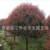 批發(fā)苗圃種植四川成都紅葉石楠樹，綠化苗木基地直銷