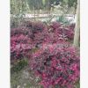 批發苗圃種植四川成都紅繼木球，紅花繼木球