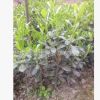 批發(fā)苗圃種植四川成都海桐小苗，七里香小苗