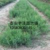 90畝龍柏苗側(cè)柏苗苗圃供應(yīng)龍柏苗占地苗綠化苗 成活率高