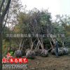 櫸樹 紅櫸樹 20公分櫸樹 耐寒耐旱 工程用苗綠化苗