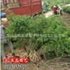 黃刺玫 基地直銷 沭陽(yáng)園林綠化工程苗1.5m大黃刺玫紅刺玫