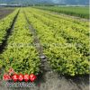 基地大量供應(yīng)綠化苗木 金森女貞球 金森女貞苗 色塊苗木