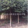 供應(yīng)大葉冬青苦丁茶苗木 苦丁茶樹苗 10公分綠化苗特價(jià)處理