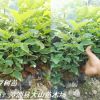 紅豆樹，鄂西紅豆樹，江陰紅豆樹，耐寒，江蘇、浙江、四川、云南種植